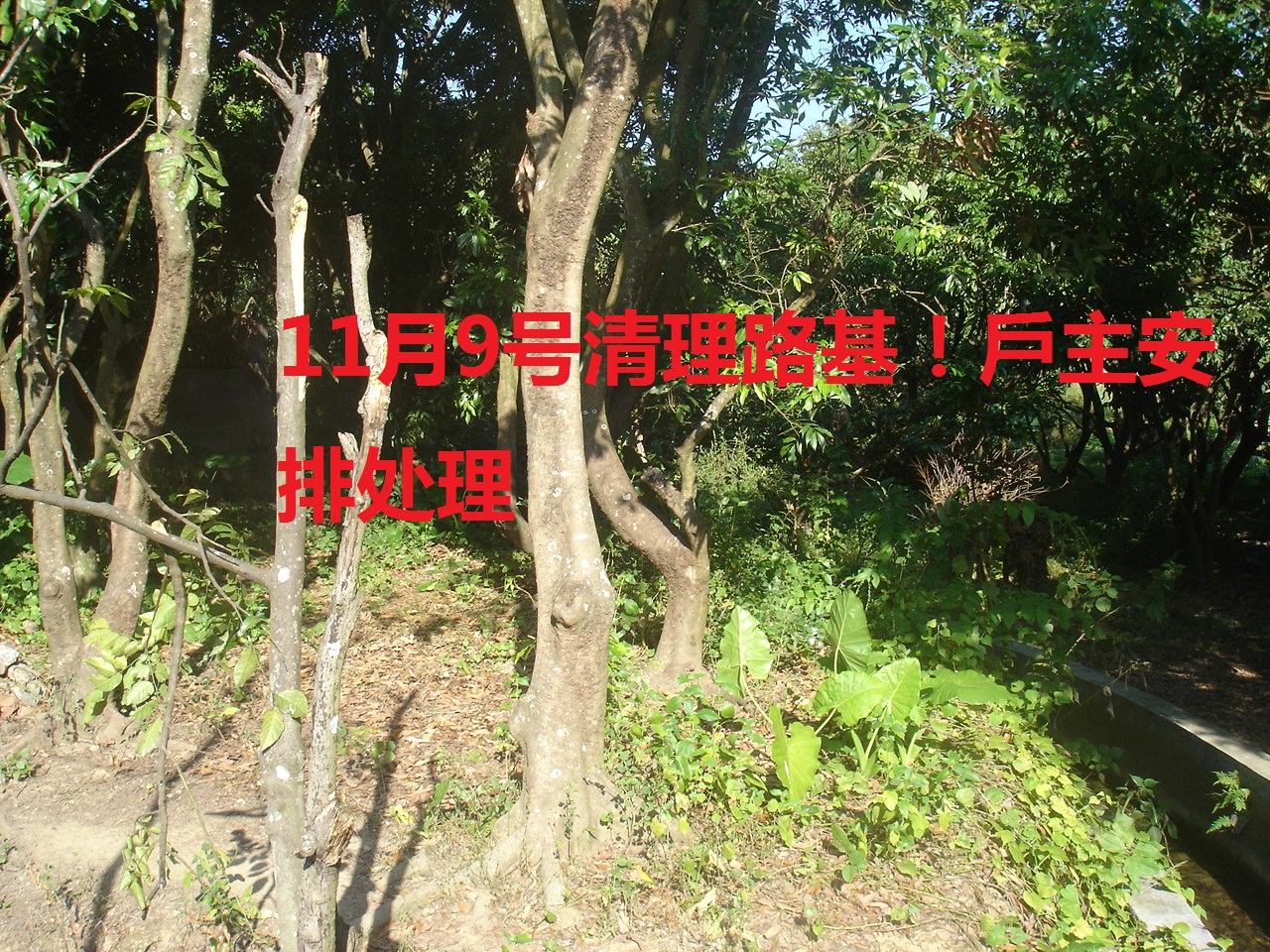 1541338776106757.jpg